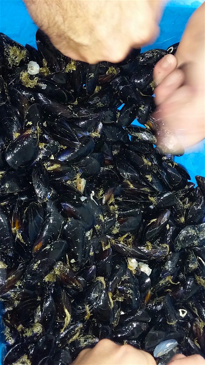 fresh mussels