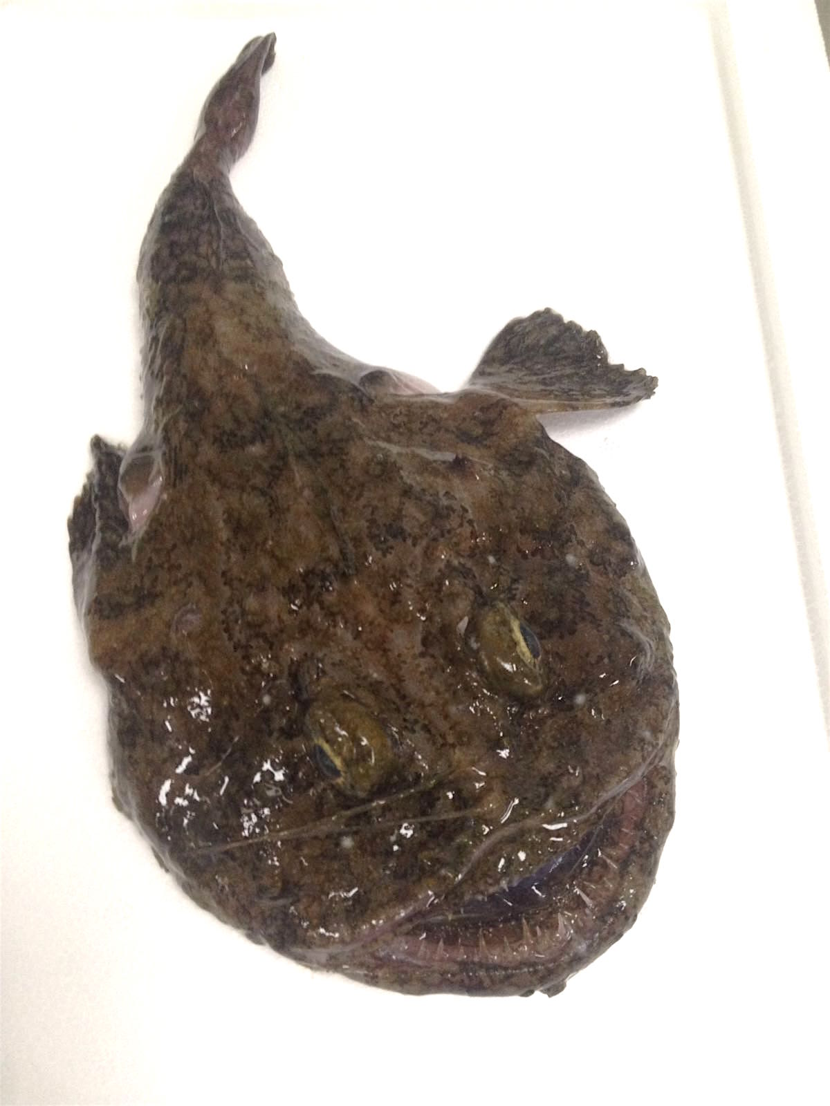 monkfish