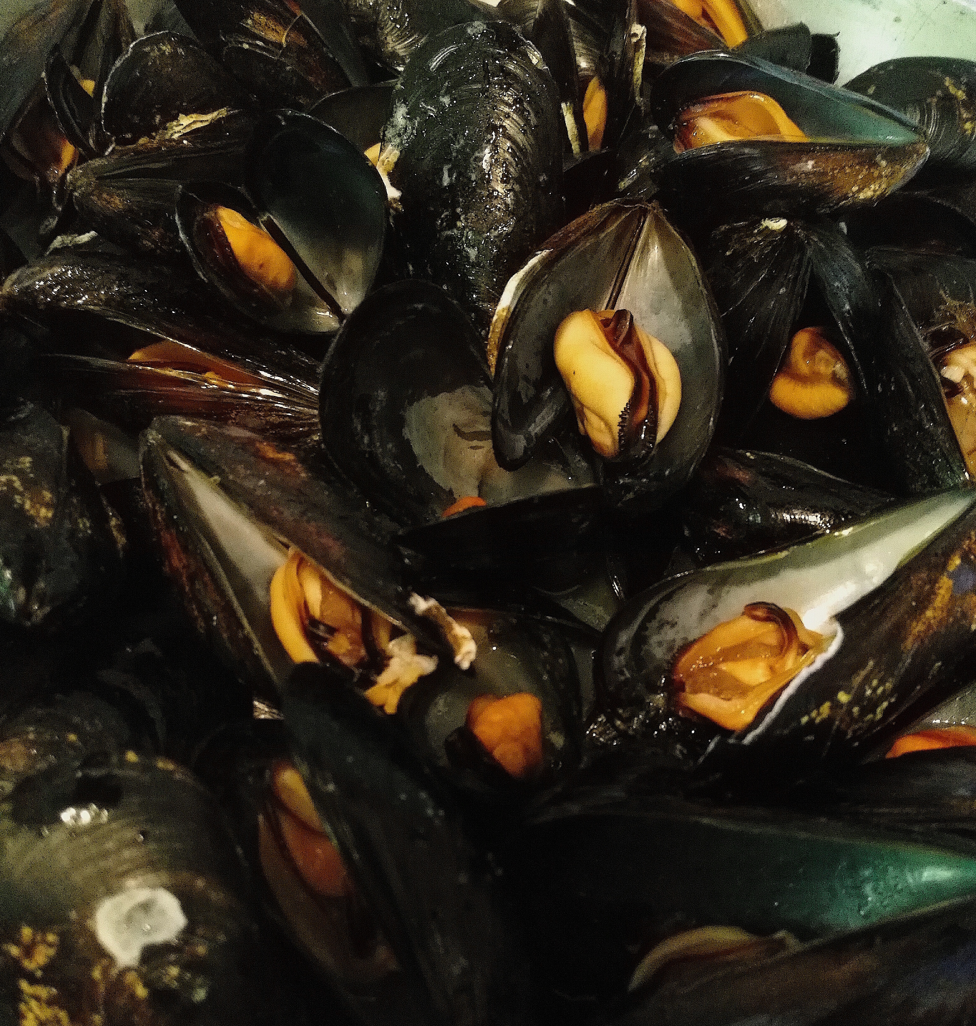 mussels