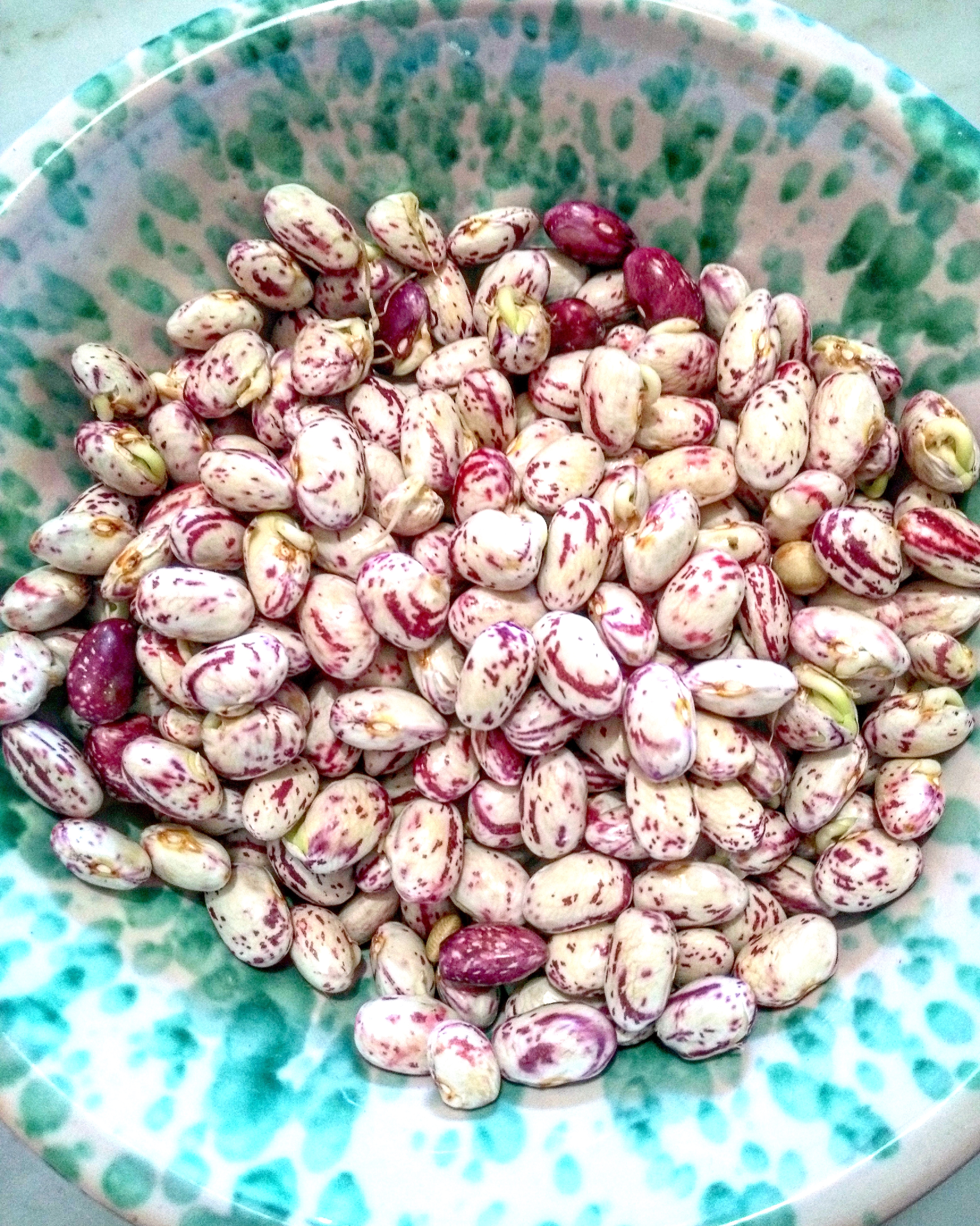 shell beans