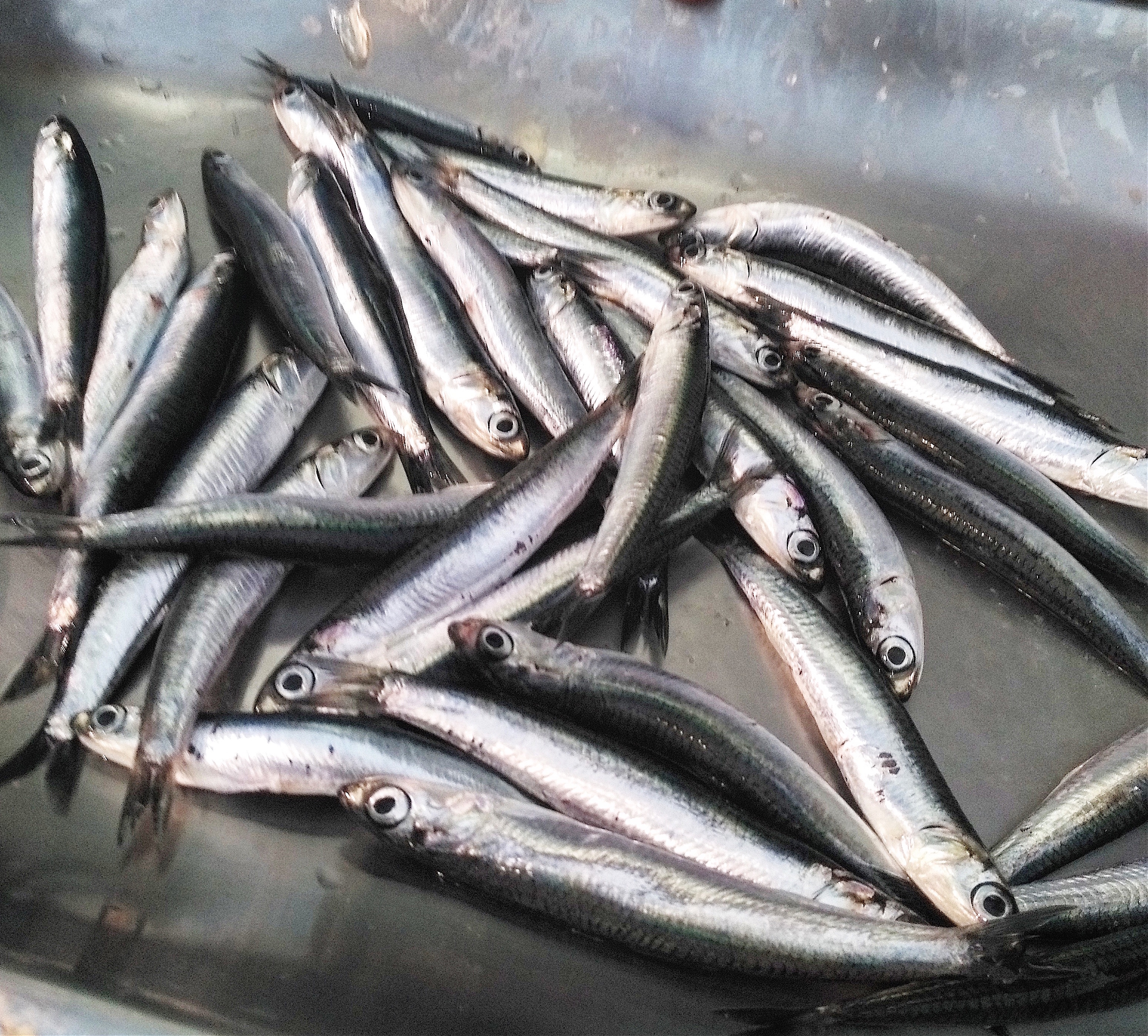 fresh anchovies