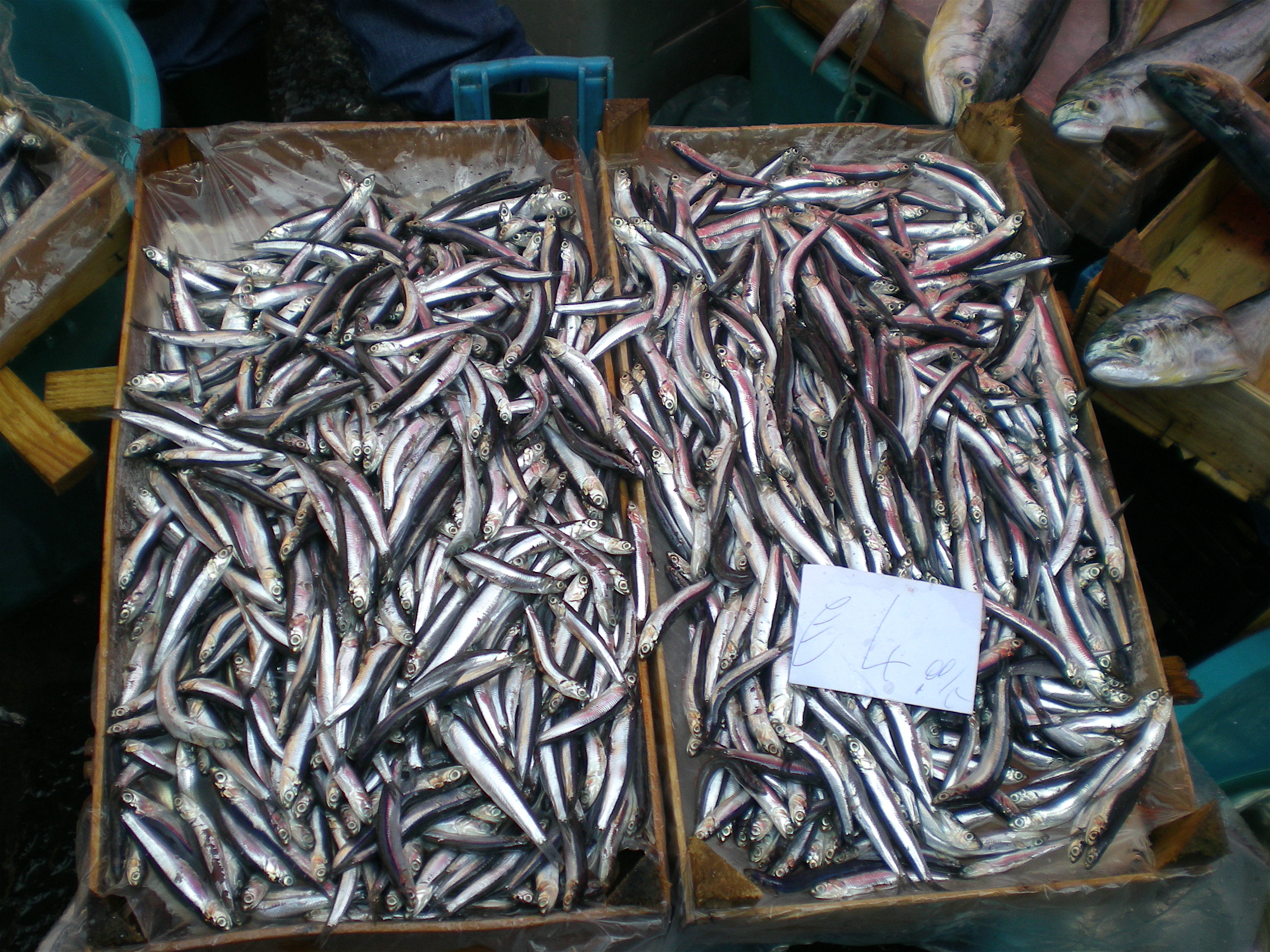 fresh anchovies
