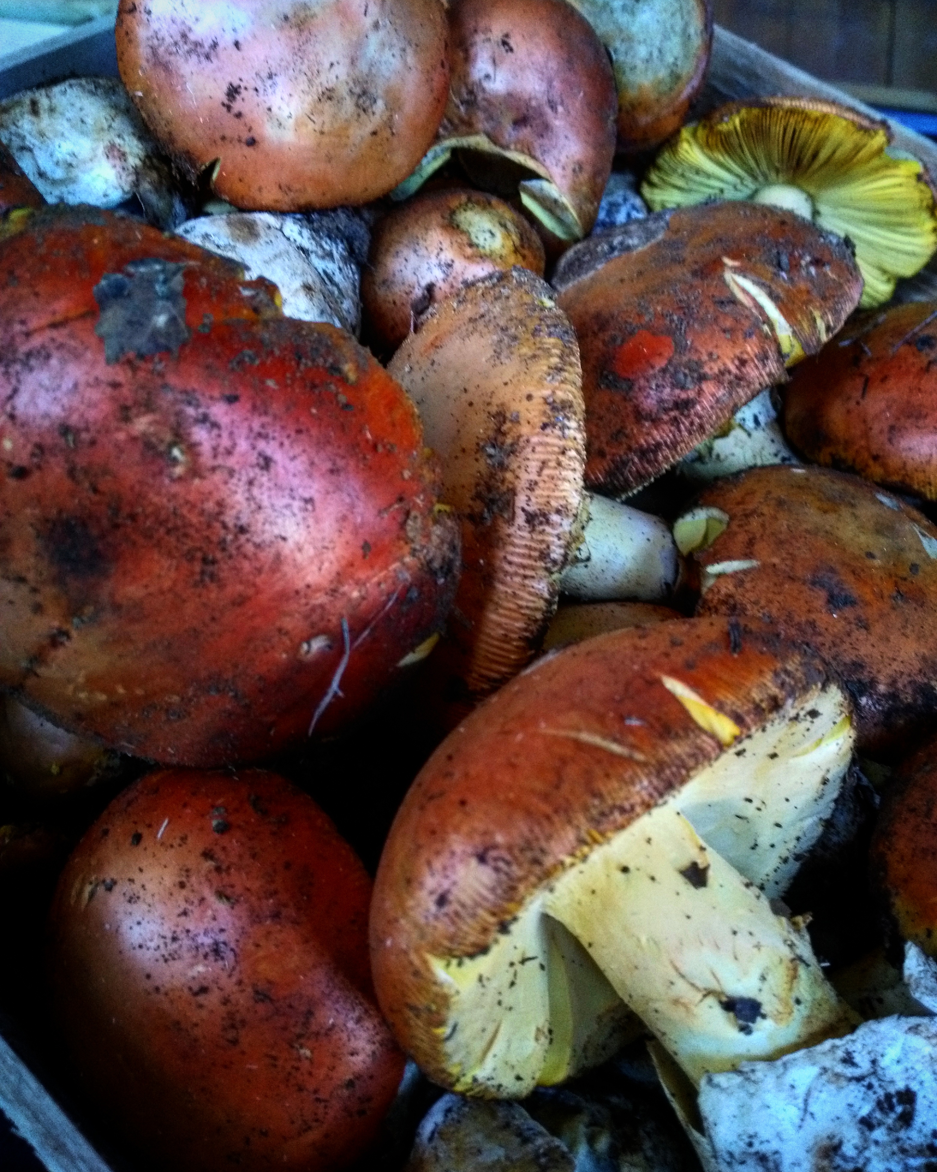 Mushroom Festival Cusano Mutri
