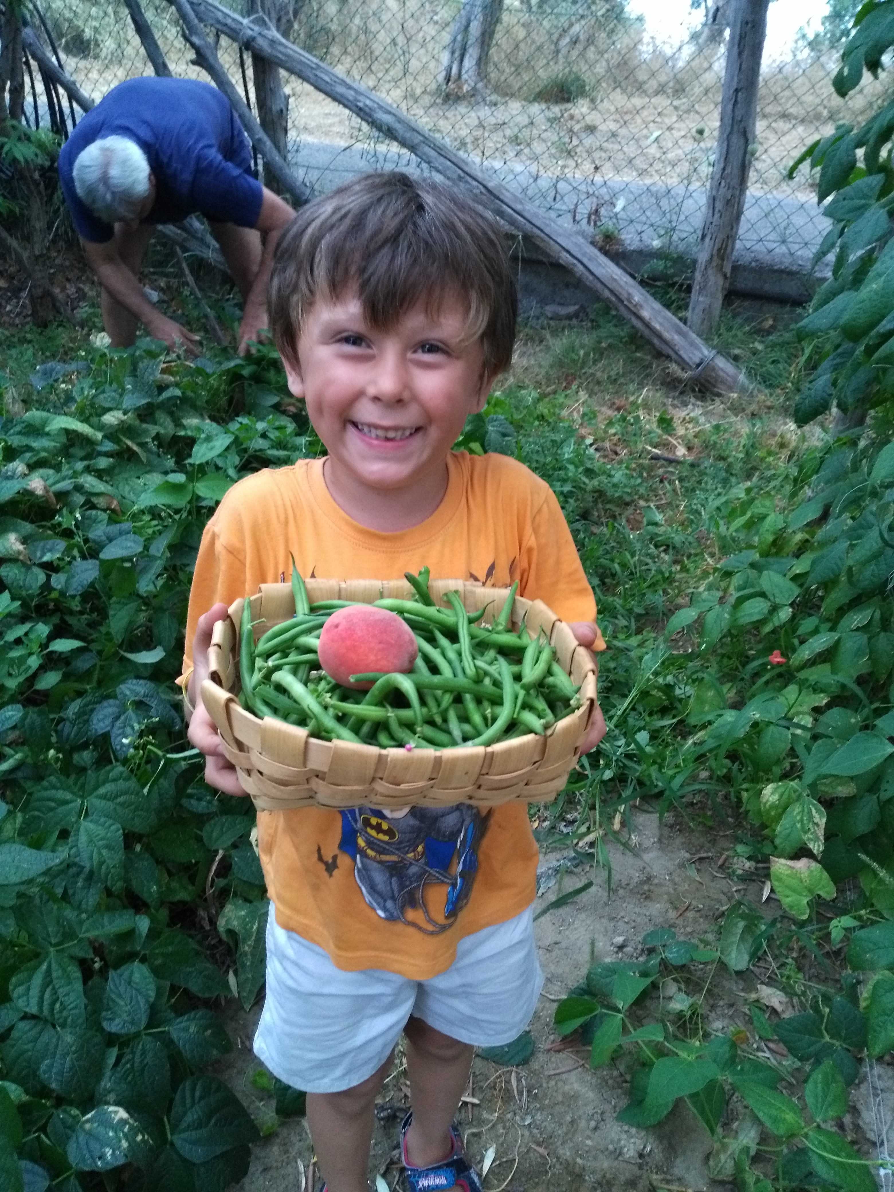 garden green beans