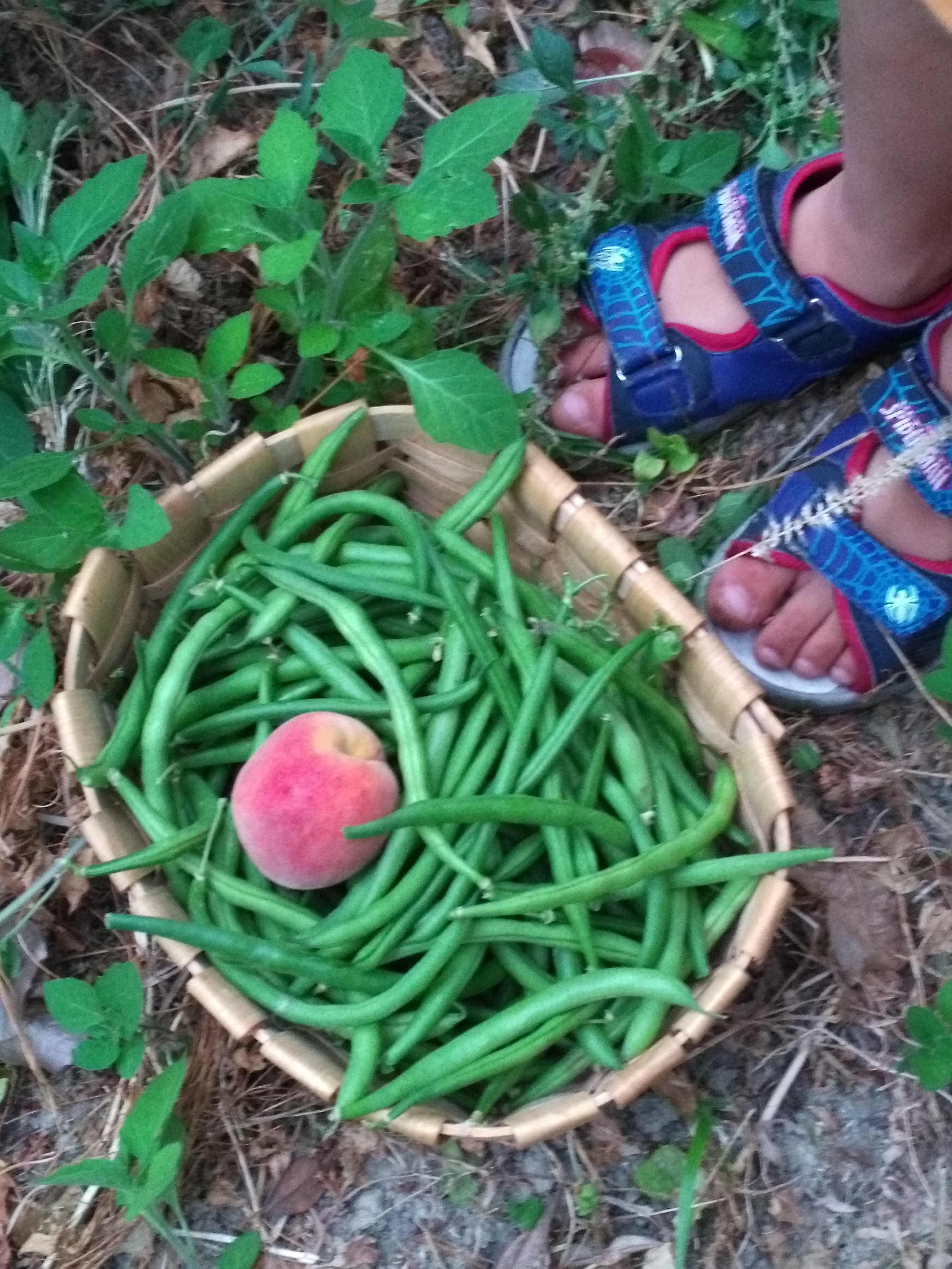 fresh green beans