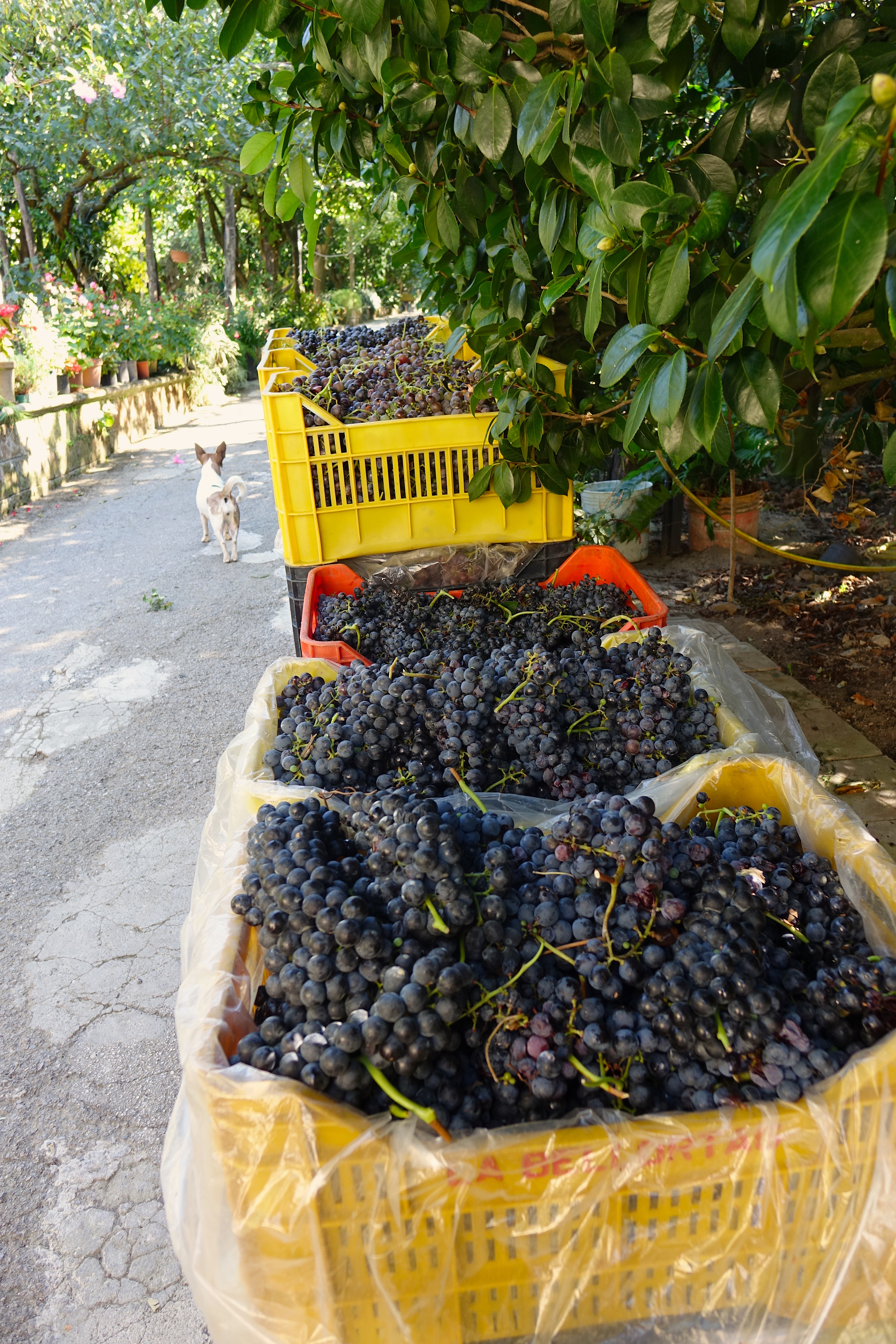 Italian wine harvest 