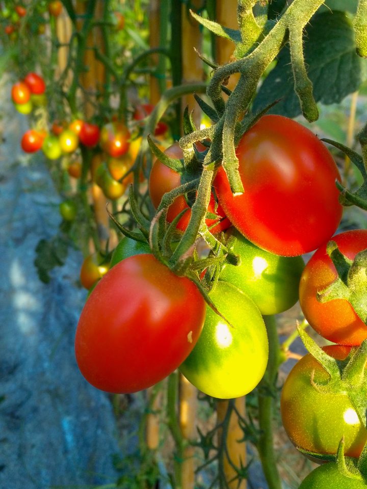 bountiful summer workshop