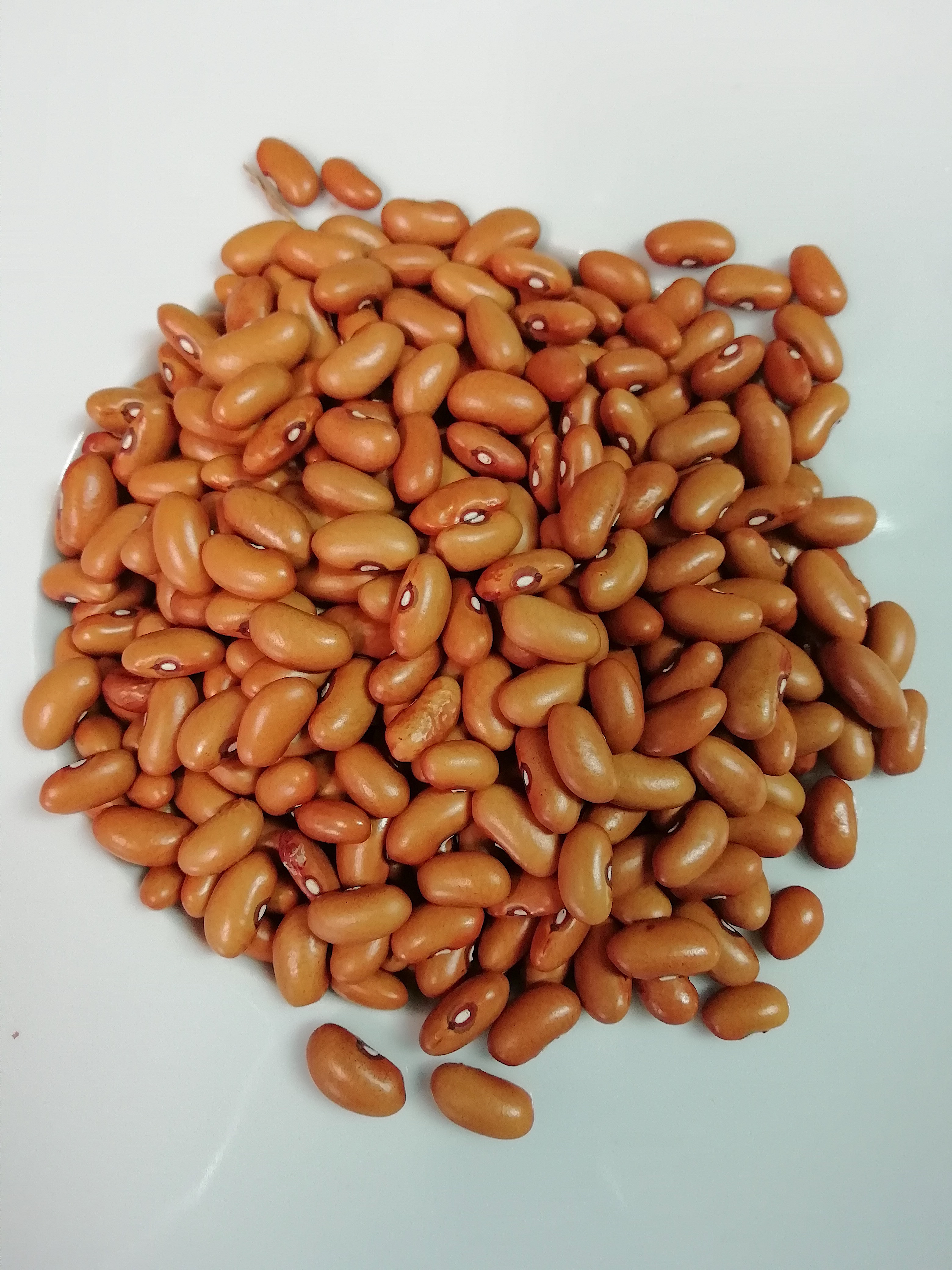 spring beans Fagiolo Butirro