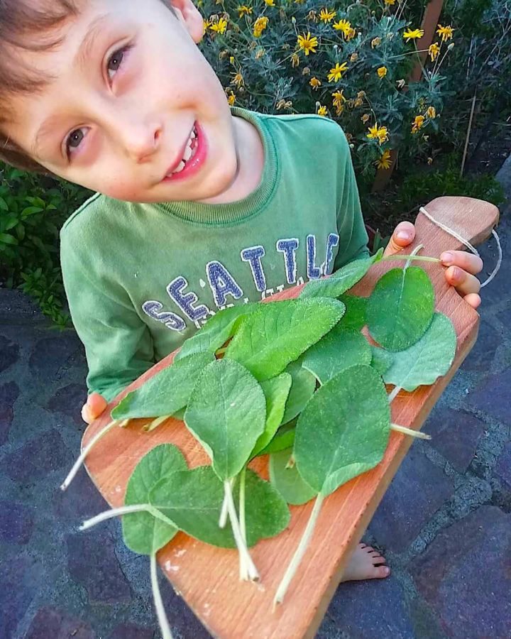 salvia Fritta - Our Edible italy