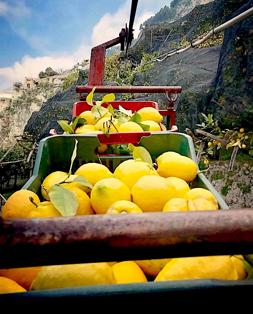Amalfi Lemons