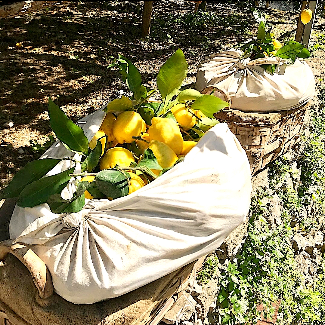 Amalfi Lemons
