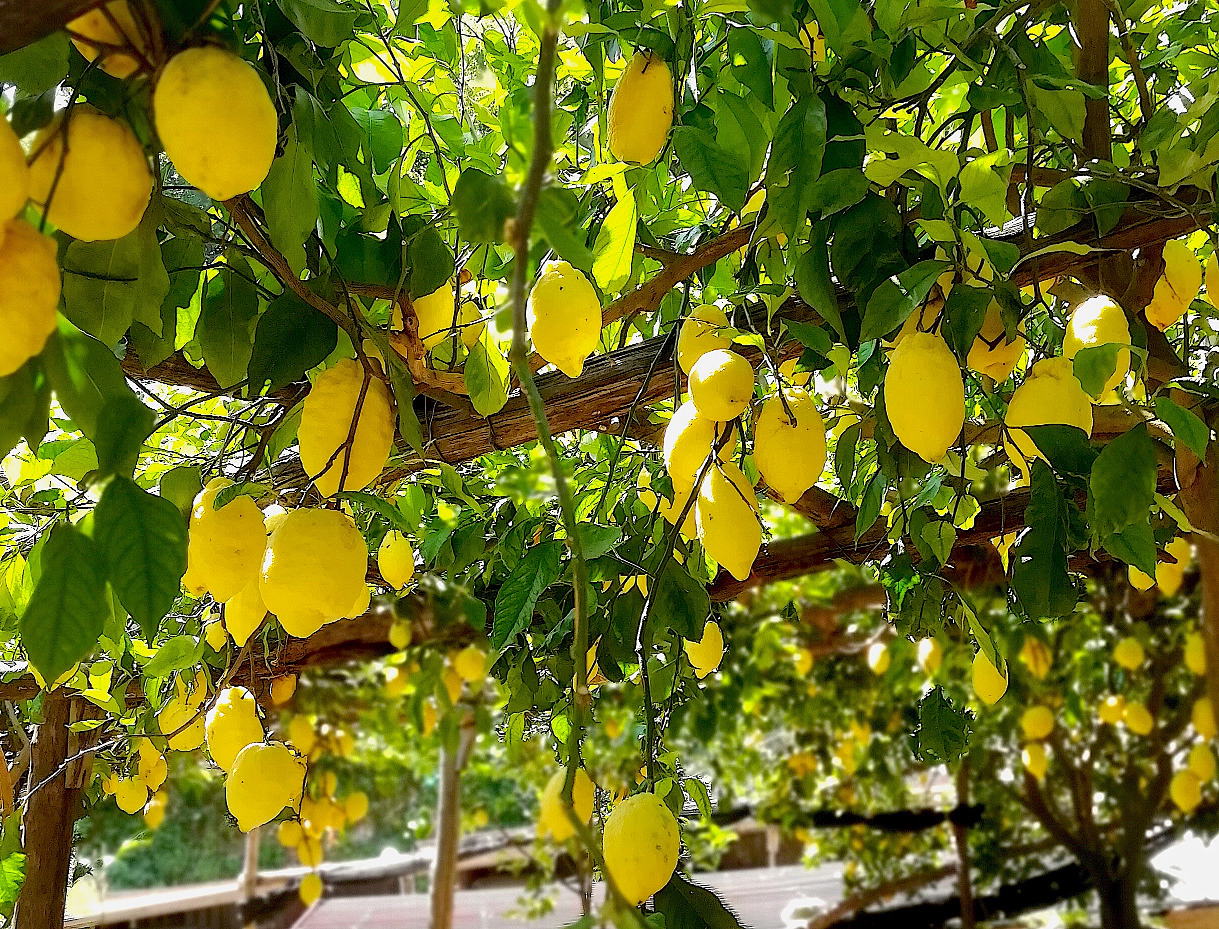 Amalfi Lemon with Farmer Salvatore Aceto Our Edible Italy
