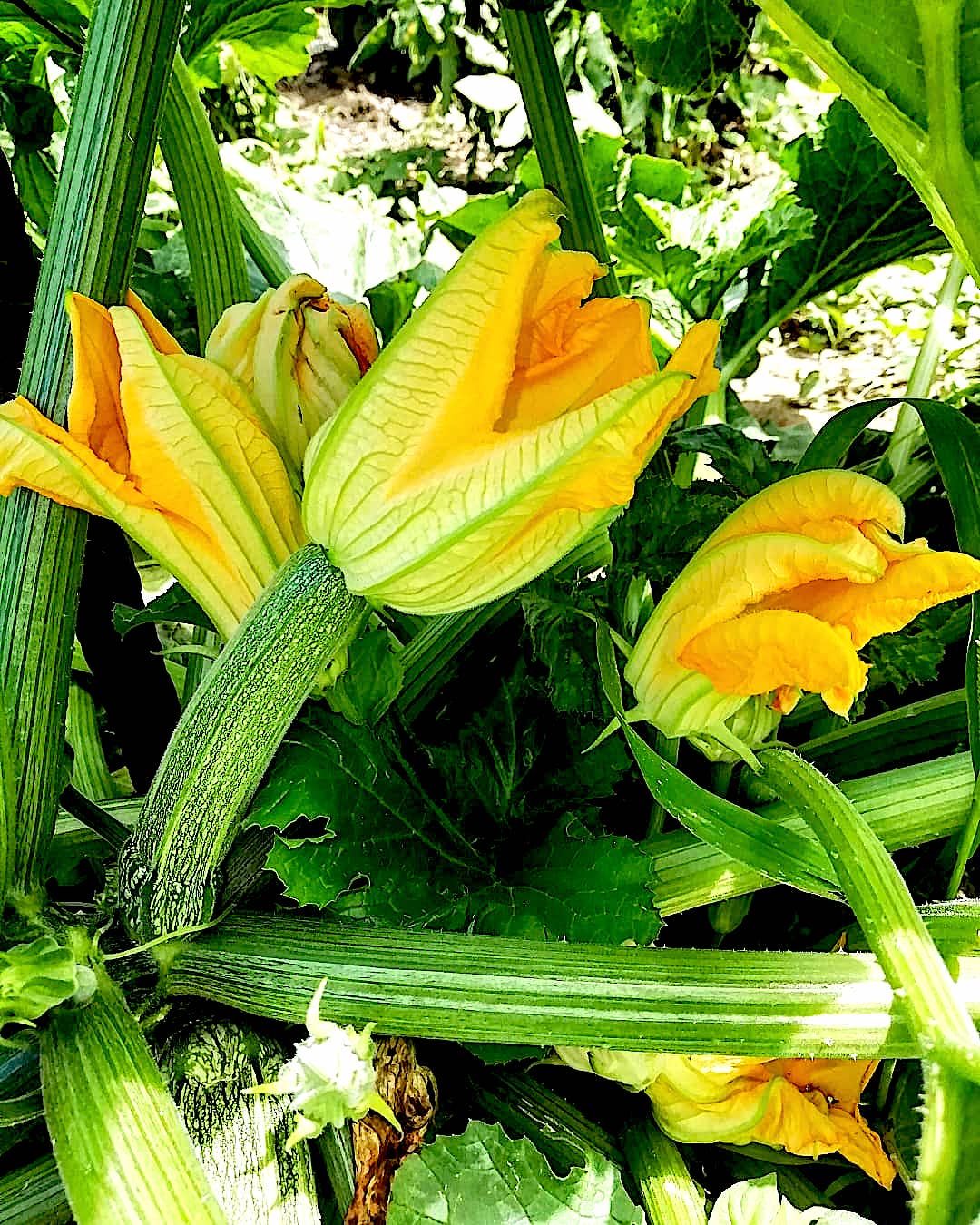Spaghetti alla Nerano - Zucchini