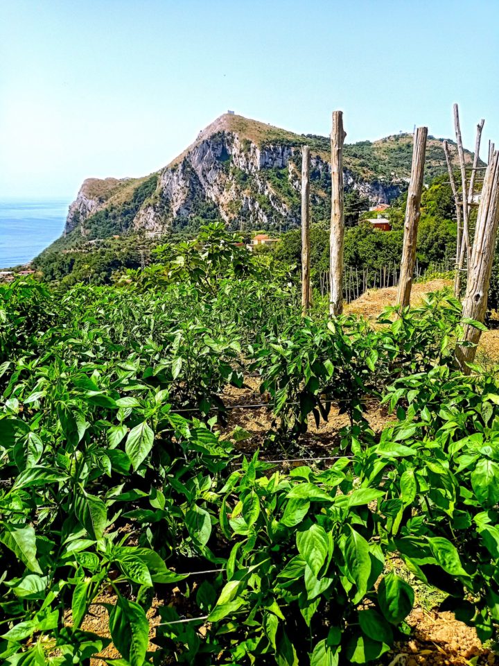 Lo Scoglio Sea & farm to table