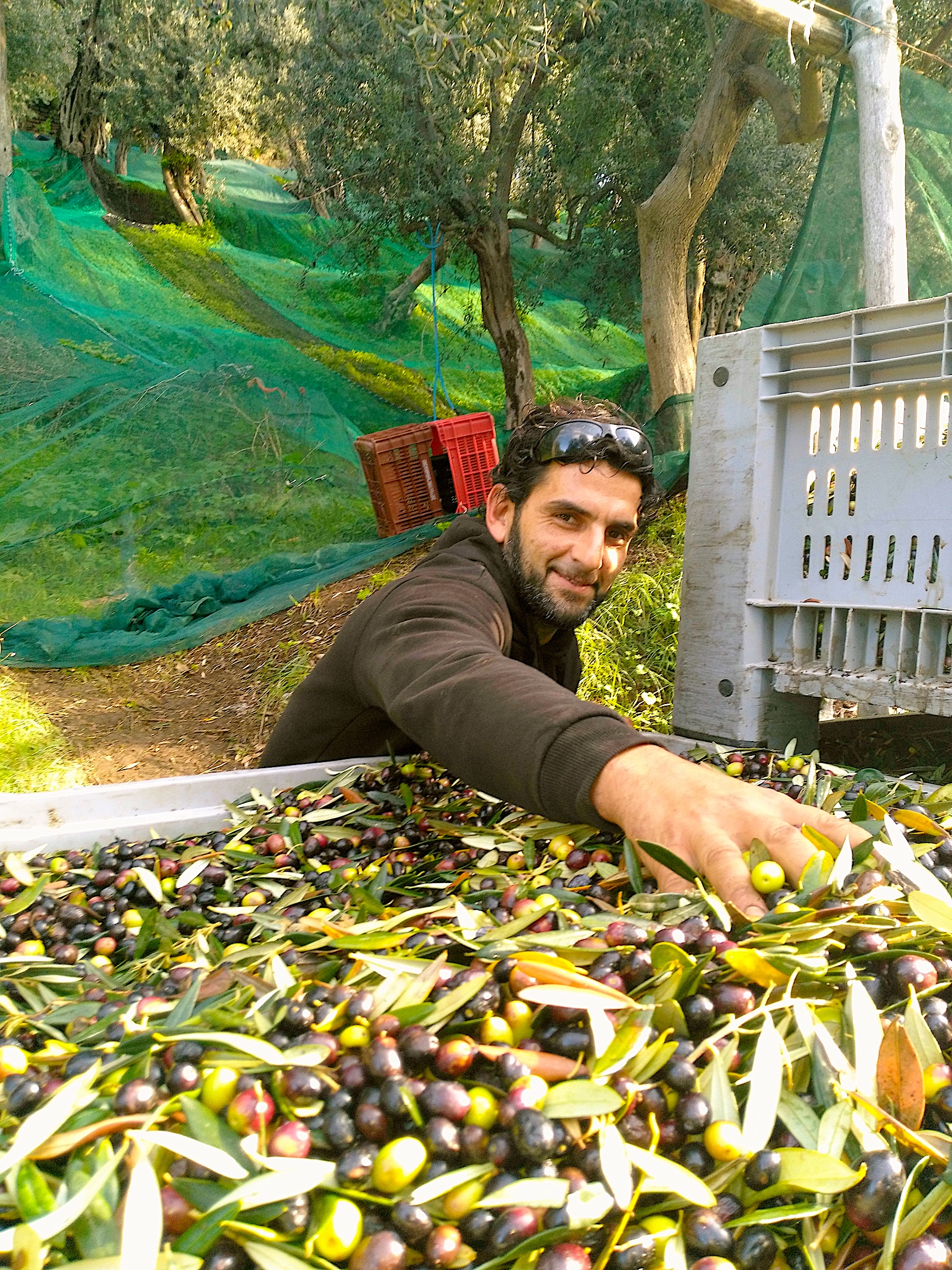 Le Colline Lubrense Olive Harvest