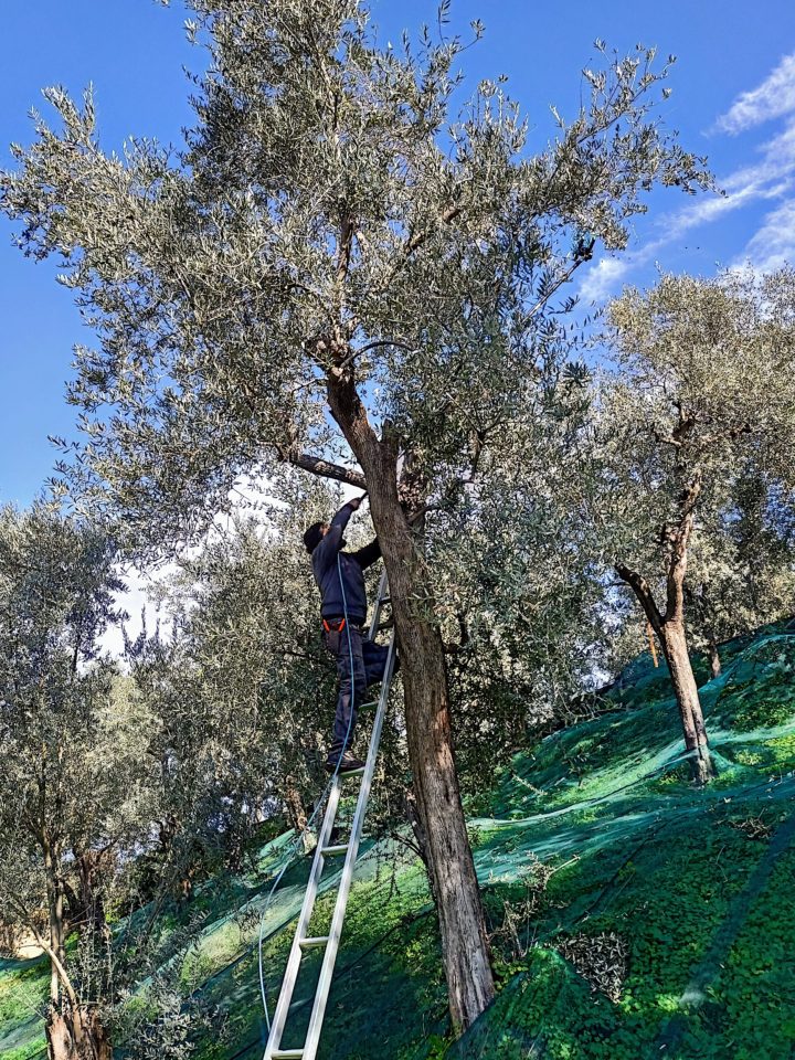 Le Colline Lubrensi - Olive Harvest
