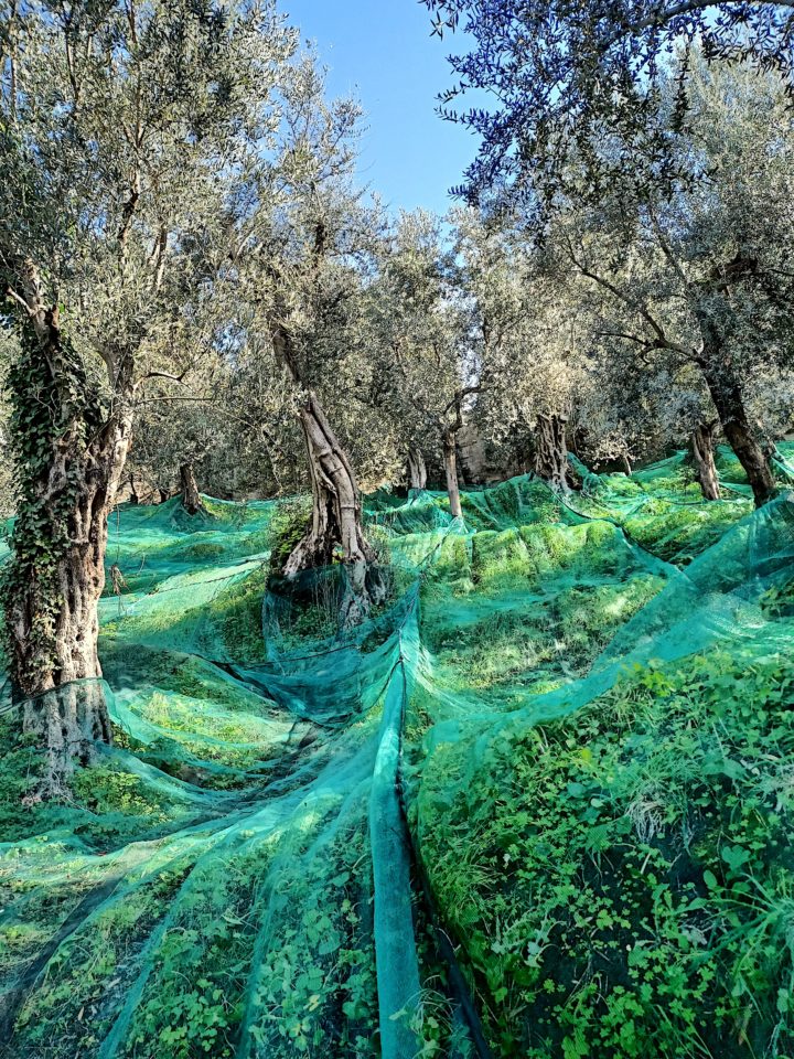 Le Colline Lubrensi - Olive Nets