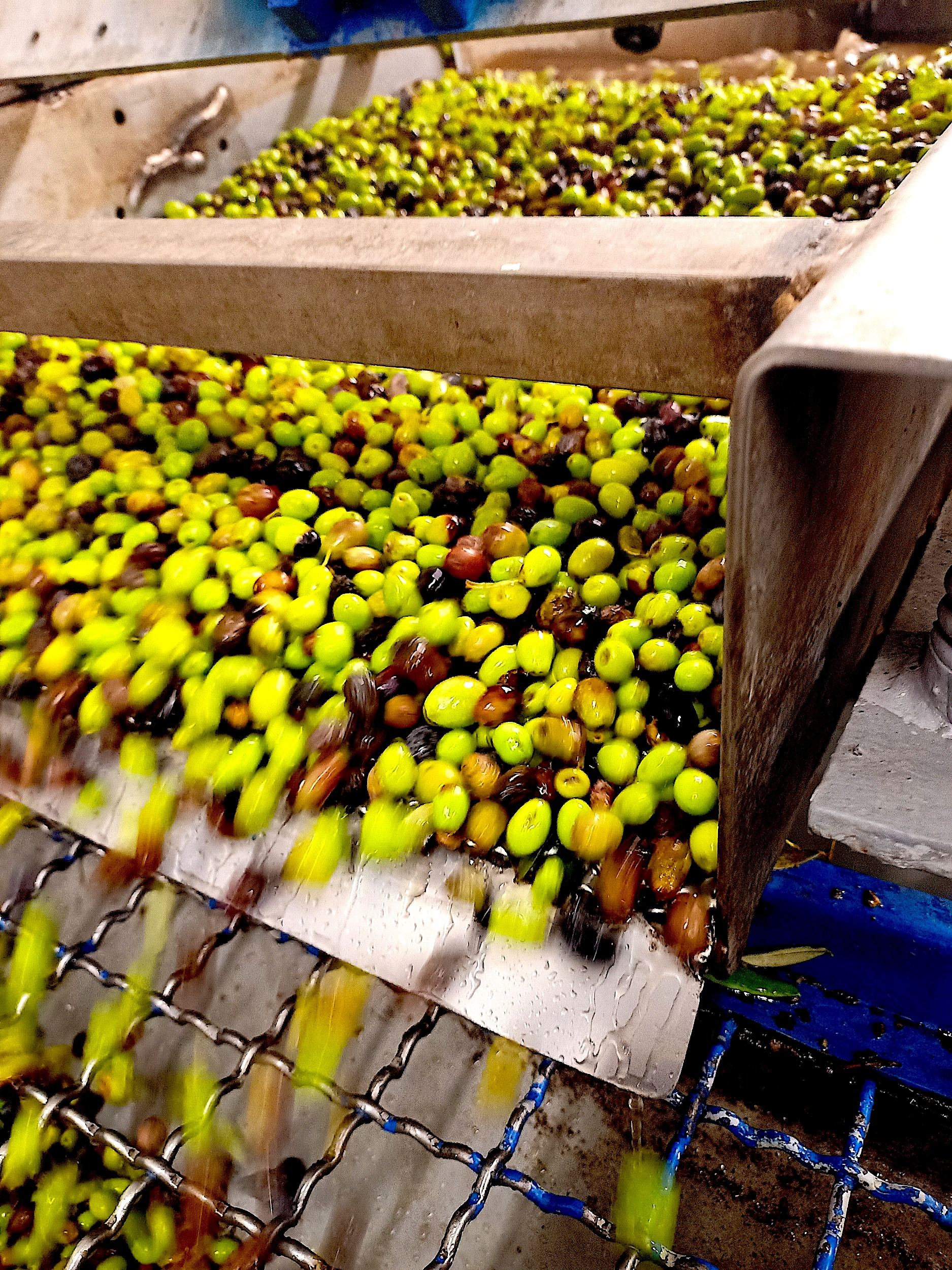 Le Colline Lubrensi - Olives