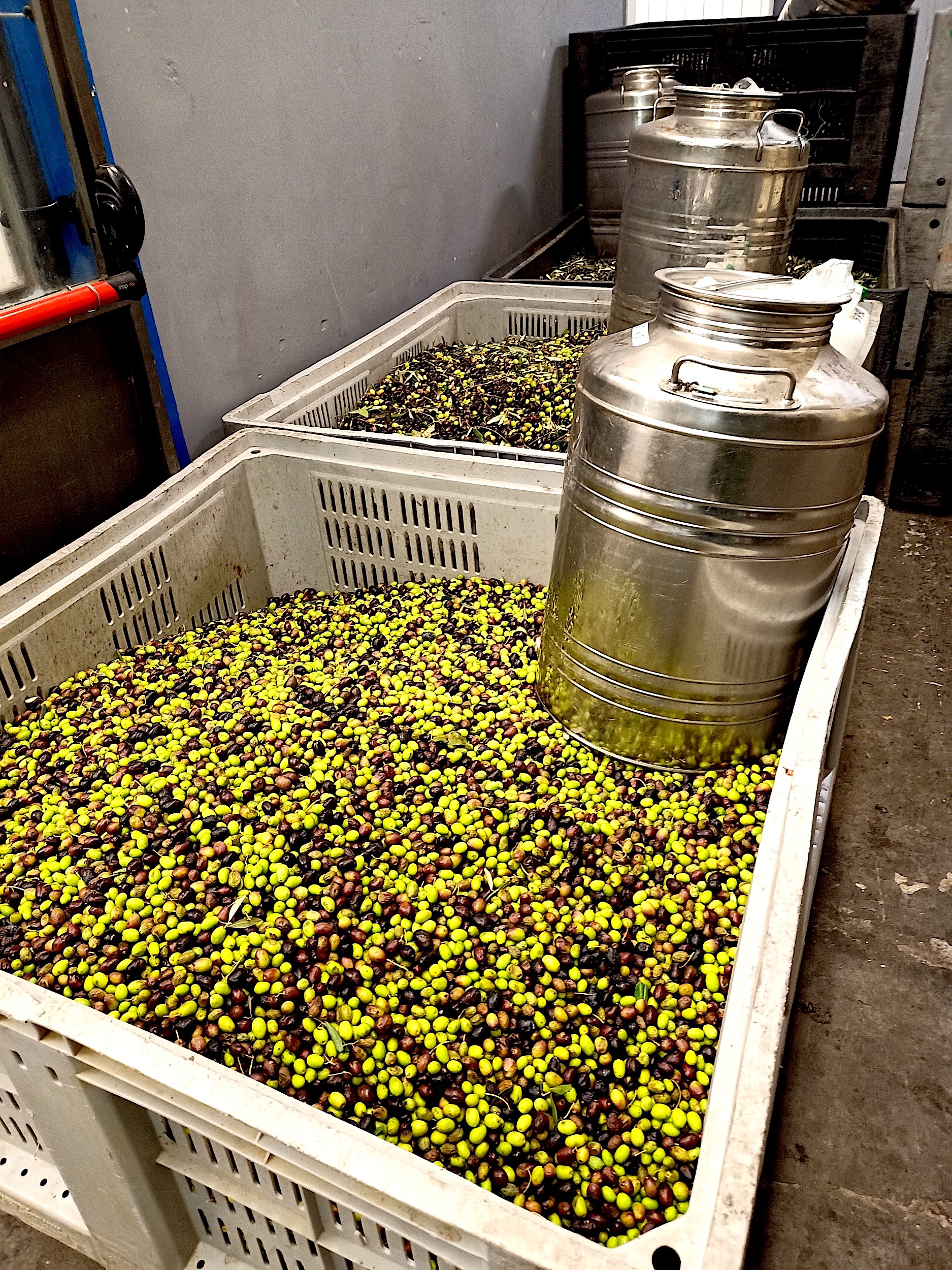 Le Colline Lubrensi - Cases of Olives