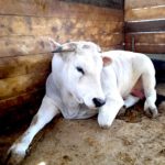 La Tagliata Positano Farm Animals