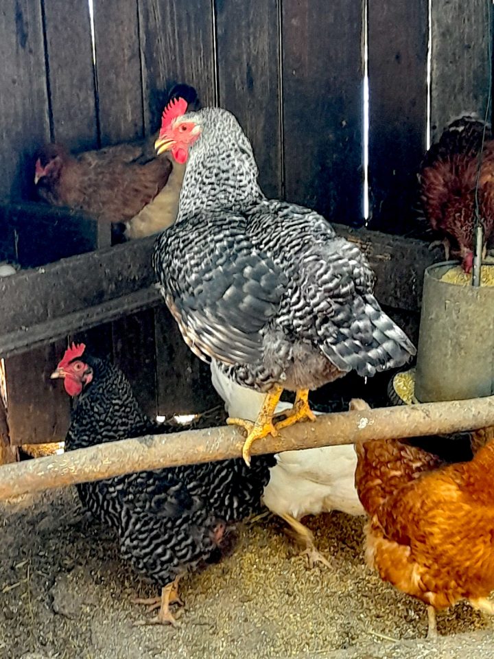 Fattoria La Tagliata - Farm Animals