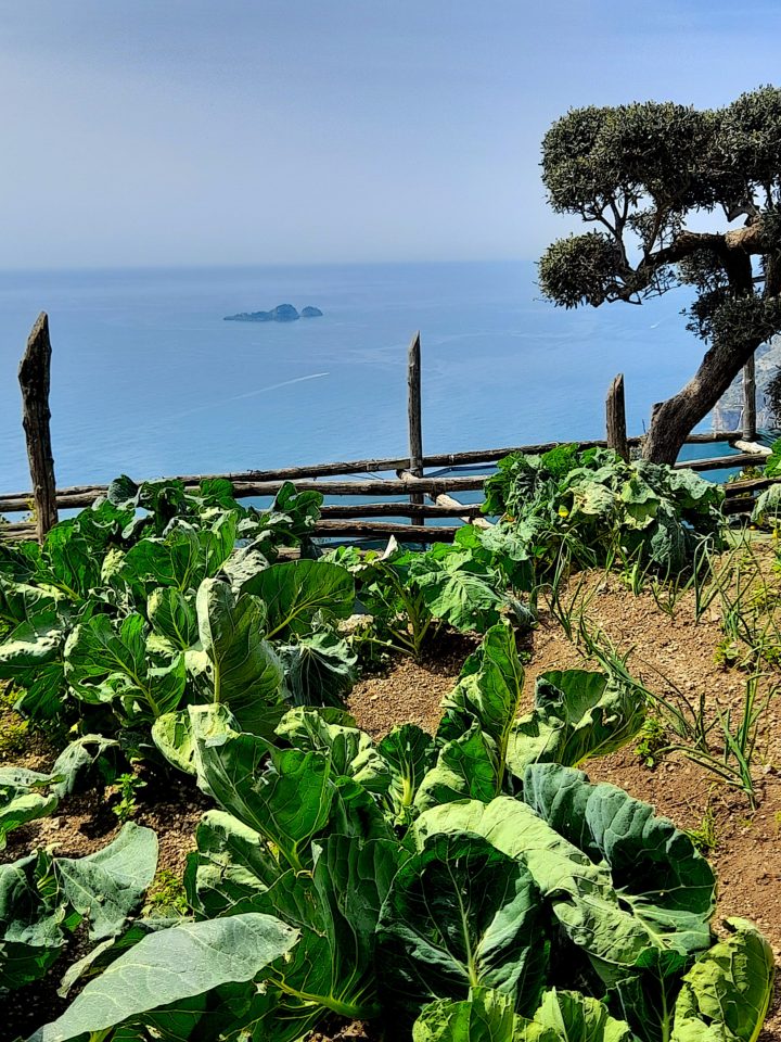 Fattoria La Tagliata - Terraced Gardens