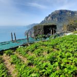 La Tagliata Fattoria Gardens