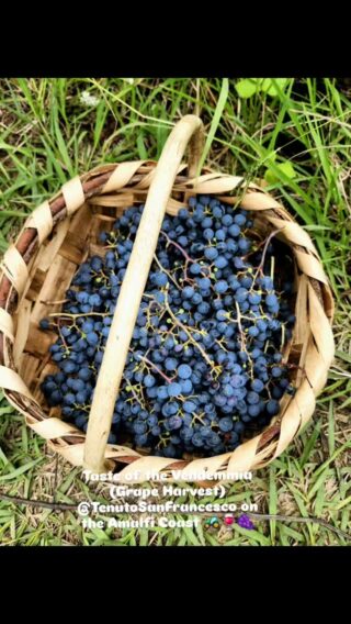 Snip, Sip, and Savor - A taste of the Vendemmia (grape harvest) @tenutosanfrancesco in Tramonti, up in the fertile hills of the Amalfi Coast 🍇🍷🚜👨‍🌾 - a joyful, delicious experience 🇮🇹 #tenutosanfrancesco #vendemmia2025 #grapeharvest #winery #italianwine #slowwine #wine #italianwinelover #tramonti #amalficoast -#ouredibleitaly